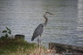 Great Blue Heron on the Edge of the Water
