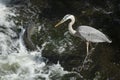 Great blue heron encounters a big carp at a waterfall Royalty Free Stock Photo