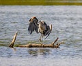 Great Blue Heron ends his grooming and prepares to fly off Royalty Free Stock Photo