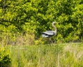 Great Blue Heron eyeing the surroundings after landing Royalty Free Stock Photo