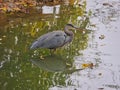 Great blue heron: On a fall day, a great blue heron bird stands in water with its reflection and brightly colored leaves floating Royalty Free Stock Photo