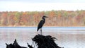 Great Blue Heron Fall Silhouette - Panoramic