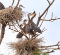 Great Blue Heron family Feeding Time Royalty Free Stock Photo