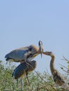 Great Blue Heron Family Kiss Royalty Free Stock Photo