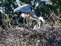 Great Blue Heron Family in Nest Royalty Free Stock Photo