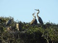 Great Blue Heron Feeding Young in Tree Top Royalty Free Stock Photo