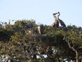 Great Blue Heron Feeding Young in Tree Top Royalty Free Stock Photo