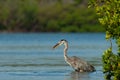 Great blue heron feedingin green mangroves in Estero Bay, Florid Royalty Free Stock Photo