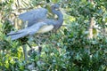 Great blue heron female perched on a branch above her nest and two baby chicks Royalty Free Stock Photo