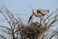 Great Blue Heron with a Fish Royalty Free Stock Photo