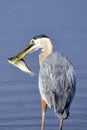 Great Blue Heron With Fish Royalty Free Stock Photo