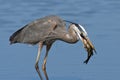 Great Blue Heron with Fish Royalty Free Stock Photo