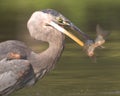 Great Blue Heron with Fish Royalty Free Stock Photo