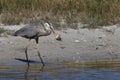 Great Blue Heron with fish- Bailey Tract (Sanibel Island) Florida USA Royalty Free Stock Photo