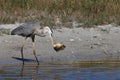 Great Blue Heron with fish- Bailey Tract (Sanibel Island) Florida USA Royalty Free Stock Photo