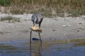 Great Blue Heron with fish- Bailey Tract (Sanibel Island) Florida USA Royalty Free Stock Photo