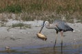 Great Blue Heron with fish- Bailey Tract (Sanibel Island) Florida USA Royalty Free Stock Photo