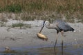 Great Blue Heron with fish- Bailey Tract (Sanibel Island) Florida USA Royalty Free Stock Photo