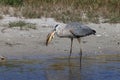 Great Blue Heron with fish- Bailey Tract (Sanibel Island) Florida USA Royalty Free Stock Photo