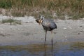 Great Blue Heron with fish- Bailey Tract (Sanibel Island) Florida USA Royalty Free Stock Photo