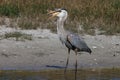 Great Blue Heron with fish- Bailey Tract (Sanibel Island) Florida USA Royalty Free Stock Photo