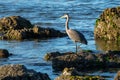 Great Blue Heron fishing along the rocky Oregon coastline Royalty Free Stock Photo