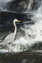 Great blue heron fishing at base of waterfall in Connecticut Royalty Free Stock Photo