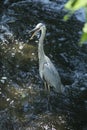 Great blue heron fishing at base of waterfall in Connecticut Royalty Free Stock Photo