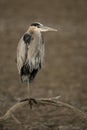 Great Blue Heron at Bosque del Apache NWR