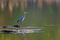 Great Blue Heron Fishing on the Chesapeake Bay Royalty Free Stock Photo