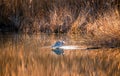 Great Blue Heron Fishing in a Golden Pond on the Chesapeake Bay near sunset Royalty Free Stock Photo