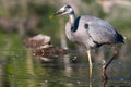 Great Blue Heron Fishing in HDR Royalty Free Stock Photo