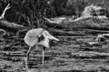 Great Blue Heron Fishing in High Dynamic Range hdr Royalty Free Stock Photo