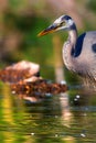 Great Blue Heron Fishing in High Dynamic Range Royalty Free Stock Photo