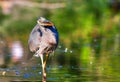 Great Blue Heron Fishing in High Dynamic Range Royalty Free Stock Photo