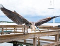 Great Blue Heron on fishing pier in Bradenton Florida. Royalty Free Stock Photo