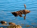 Great Blue Heron fishing on the rocky shore Royalty Free Stock Photo