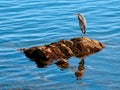 Great Blue Heron fishing on the rocky shore Royalty Free Stock Photo