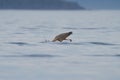 Great blue heron fishing at seaside Royalty Free Stock Photo