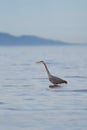 Great blue heron fishing at seaside Royalty Free Stock Photo