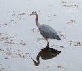 Great blue heron fishing at seaside Royalty Free Stock Photo