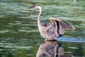 Great Blue Heron fishing in soft focus Royalty Free Stock Photo