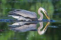 Great Blue Heron Fishing in soft focus Royalty Free Stock Photo