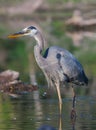 Great Blue Heron Fishing in soft focus Royalty Free Stock Photo