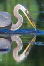 Great Blue Heron Fishing in soft focus Royalty Free Stock Photo