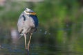 Great Blue Heron Fishing in soft focus Royalty Free Stock Photo