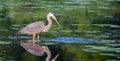 Great Blue Heron fishing in soft focus Royalty Free Stock Photo