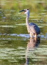 Great Blue Heron fishing in soft focus Royalty Free Stock Photo