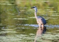 Great Blue Heron fishing in soft focus Royalty Free Stock Photo