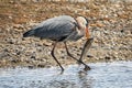 Great Blue Heron Fishing for Trout in the Yellowstone River Royalty Free Stock Photo